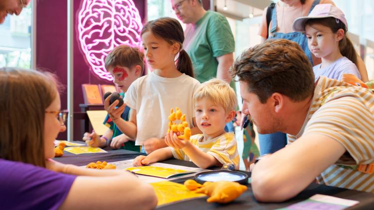 Hello Brain Animal Brains 