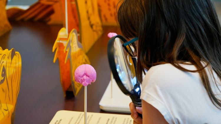 A child with a magnifying glass looking at a small pink plastic brain.