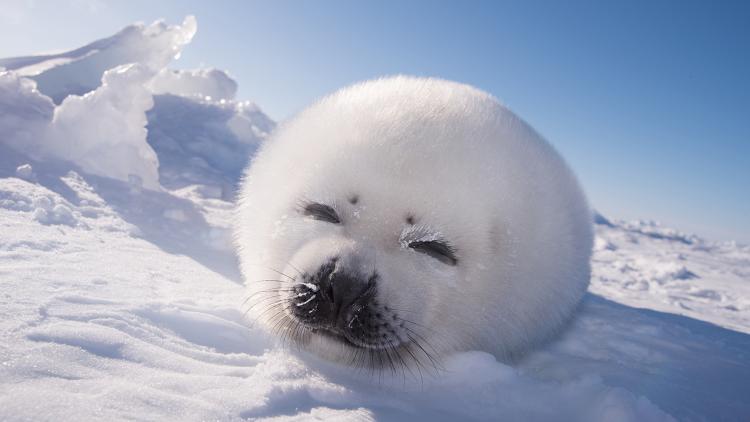 A baby seal lies on the snow and looks at the camera, it's fur is very white and fluffy
