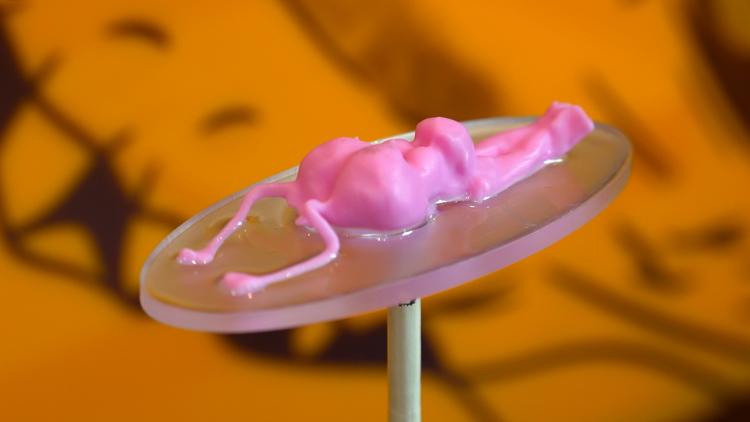 A pink 3D-printed crocodile's brain. It is long, thing and lumpy, with two long stalks with bulbs at the end stretching out in front of the main bulk of the brain.