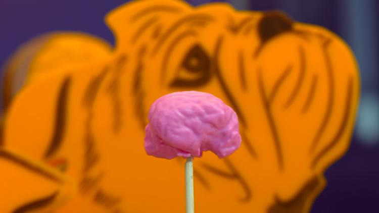 A 3D-printed bulldog brain displayed in front of an image of a bulldog's head. The brain is small, round, compact and has shallow wrinkles across its surface.