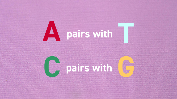 An image that says A pairs with T and C pairs with G