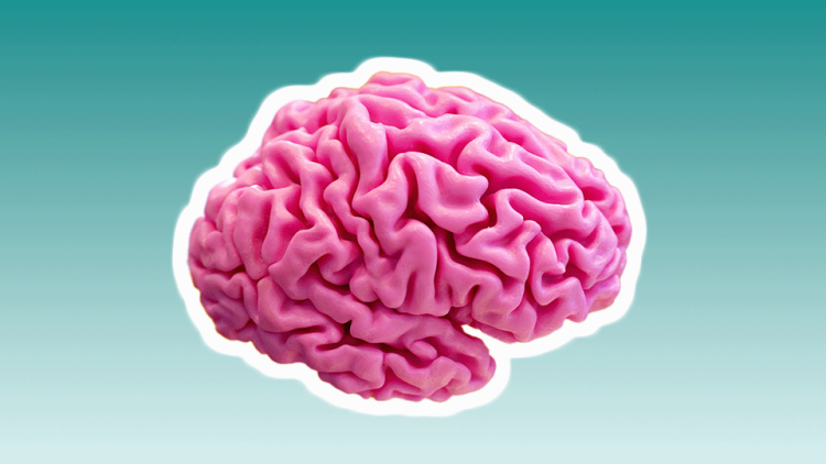 A pink human brain model against a green background