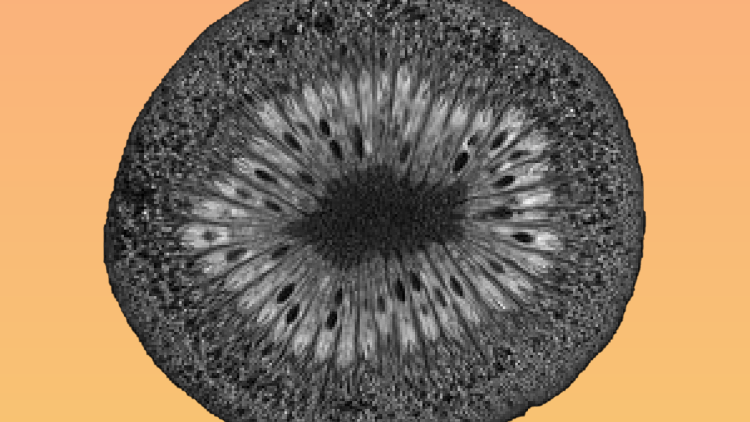 An image of the inside of a Kiwi fruit, it's black and white against an orange background