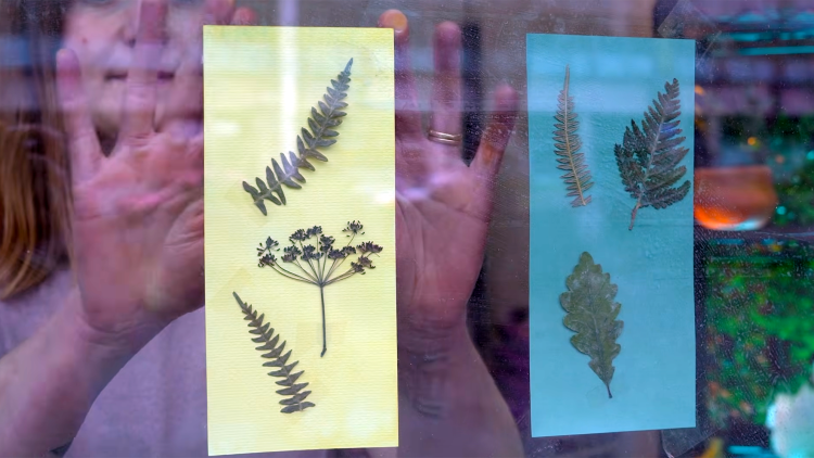 Someone taping leave and flower prints to a window. 