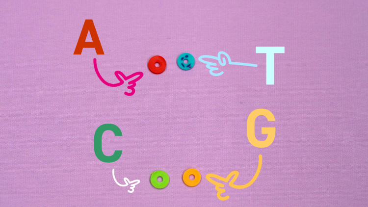Four coloured beads with four letters, A, T, C and G pointing to each one
